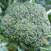 Oleh-oleh Brokoli dari Cisarua  