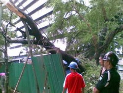 Pohon Tumbang Dievakuasi, Kuningan-Menteng Lancar Lagi