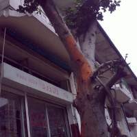 Pohon Karet Benggol di Braga pun Dikuliti