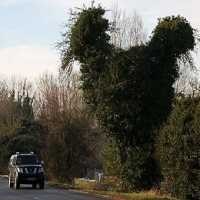 Pohon Ayam Bikin Pengendara Terkesima