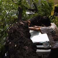 Tertimpa Pohon, Pemilik Avanza Bersyukur Selamat