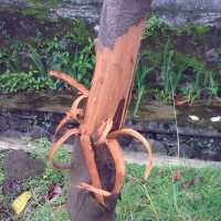 Puluhan Pohon yang Dikuliti Mulai Dirawat