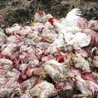 Cegah Flu Burung, Pasar Unggas Denpasar Disemprot Disinfektan