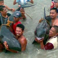 Byur..! Bayi Lumba-lumba Lahir di Ancol