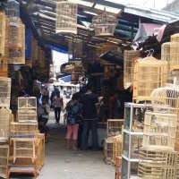 Berburu Burung di Pasar Sukahaji