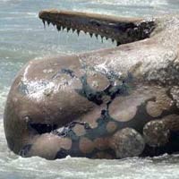 Ikan Paus Terdampar di Pantai Parangkusumo