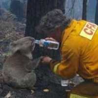 Selamatkan Koala, Petugas Pemadam Kebakaran Jadi Pahlawan
