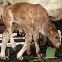 Sapi Berkaki Lima Lahir di Banyuwangi