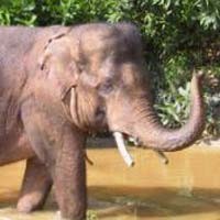 Gajah Dilarang Masuk Bali