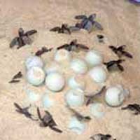 Pencurian 1.800 Butir Telur Penyu Hijau Digagalkan