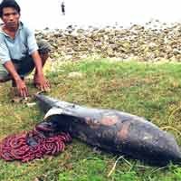 Dihempas Gelombang, Lumba-Lumba Terdampar di Pantai Tuban