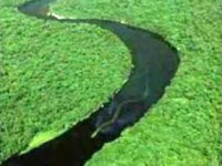 Foto Ular Raksasa di Kalimantan Tak Layak Dipercaya