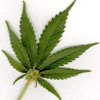 3 Narapidana Selundupkan 2 Kg Ganja dalam Rutan Tanjung Gusta