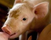 Seekor Babi Hanguskan Rumah