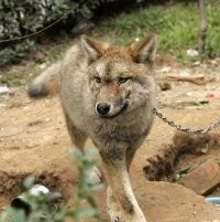 Anjing Peliharaanku Seekor Serigala