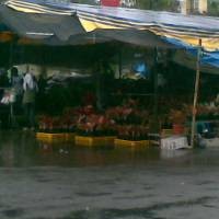 Berburu Sejuta Tanaman Hias