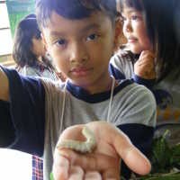 Belajar dan Bermain bersama Ulat Sutra 