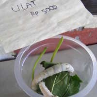 Oleh-oleh Ulat Sutra Sebagai Media Belajar Anak