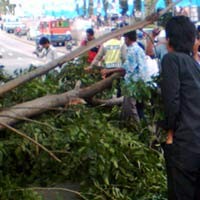 Bruk! Dahan Akasia Timpa Civic di Buncit