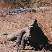 Selangkah Lagi Taman Nasional Komodo Masuk Unggulan