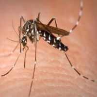 Biarkan Nyamuk Berkembang Biak, Pria Australia Didenda