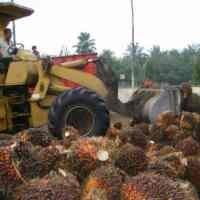 Jual Bibit Sawit Ilegal, WN Malaysia Ditangkap Dinas Perkebunan Riau
