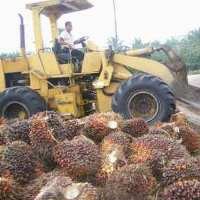 Jualan Sawit Astra Agro Capai Rp 8 Triliun