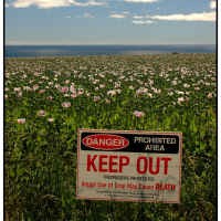 Afghanistan Produsen Opium Terbesar di Dunia