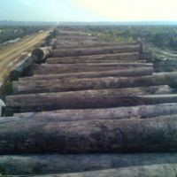 Kasus Penebangan Liar Turun, Pemerintah Selamatkan Rp 25 Triliun 