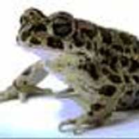 Katak, Indikator Pemanasan Global