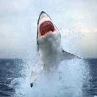 Peselancar Remaja Luka Parah Diserang Hiu