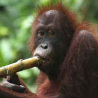Wow, Orangutan Belajar Bersiul