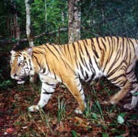  Dephut Segera Relokasi Warga