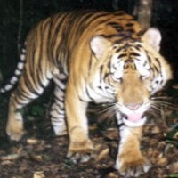 BKSDA Riau Sita Dua Harimau yang Mati Dibantai Warga Inhil