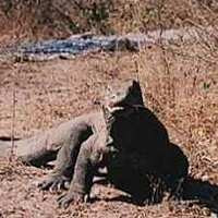Rangking Taman Komodo Merosot ke Posisi 13