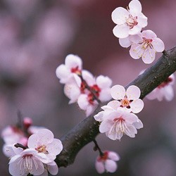 Pesona Bunga Sakura dalam The Bodyshop