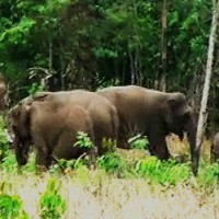 Perkampungan Warga Bekas Wilayah Jelajah Gajah