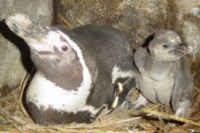 3 Pinguin Langka Menetas di Taman Safari