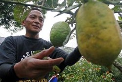 90 % Tanaman Obat Belum Teridentifikasi