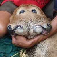 Anak Sapi Berkepala Dua Gegerkan Warga Blitar