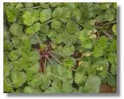 SBY Minta Menterinya Bawa Viagra Purwaceng 