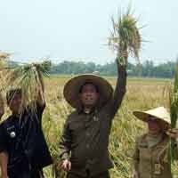 Ario Wijanarko Panen Raya di Sidoarjo