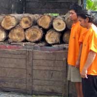 Komplotan Pencuri Kayu Jati Dibekuk