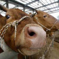 Pengembangan Peternakan Sapi Digeser ke Indonesia Timur