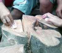 Air Beringin Menangis Memang Berkhasiat