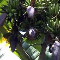 Pohon Pisang Bertandan Lima Hebohkan Warga Sumenep