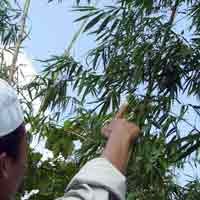 Bambu Keramat, Diyakini Bisa Sembuhkan Segala Penyakit