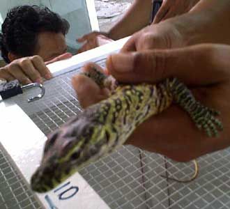 KBS Tambah Koleksi Komodo