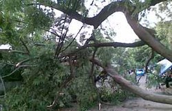 Pohon Sudah Dievakuasi, Tol Bandara Masih Macet 3 Km