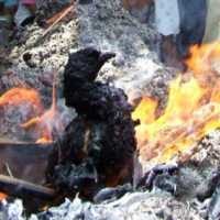 2 Warga Suspect Flu Burung, Pemkab Garut Tutup Lalin Unggas